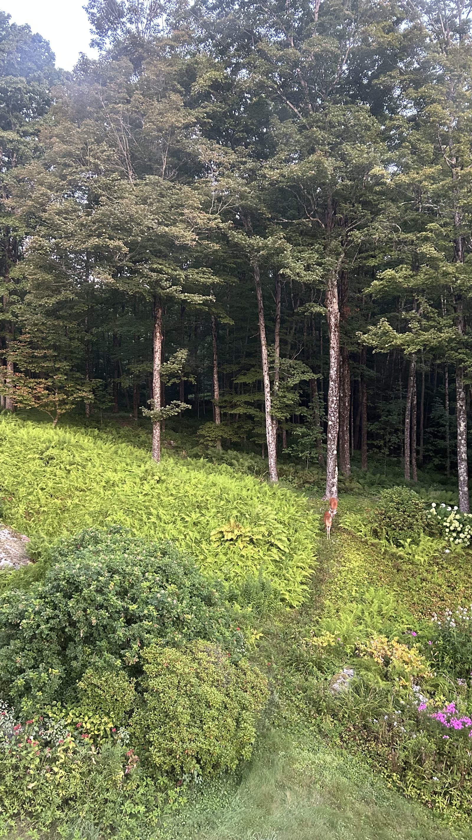 Forest bathing guided walk